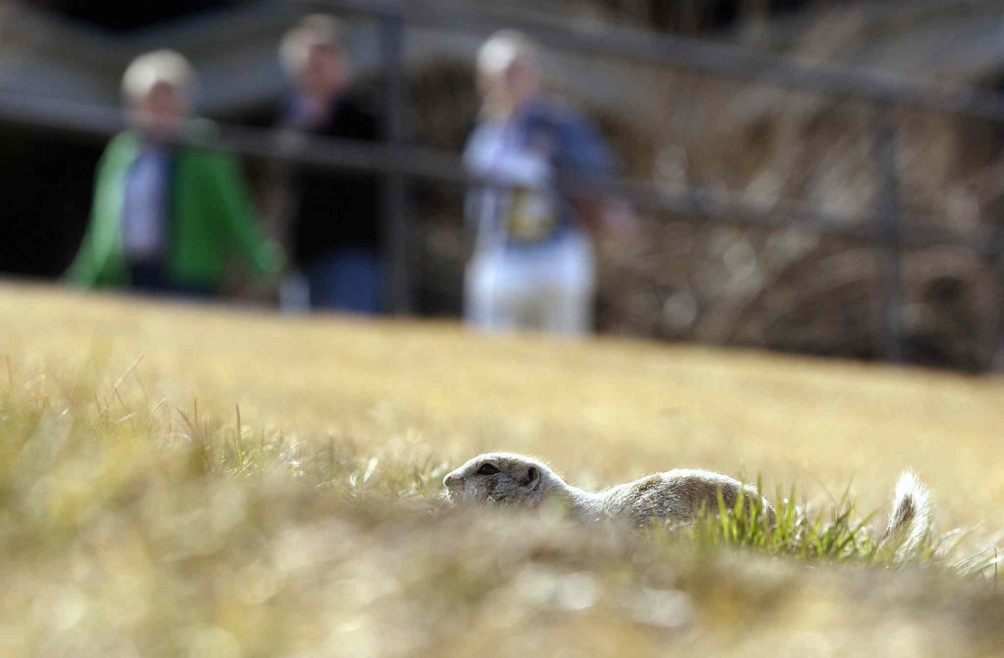Smoke bomb new weapon in battle against gophers Winnipeg Free Press