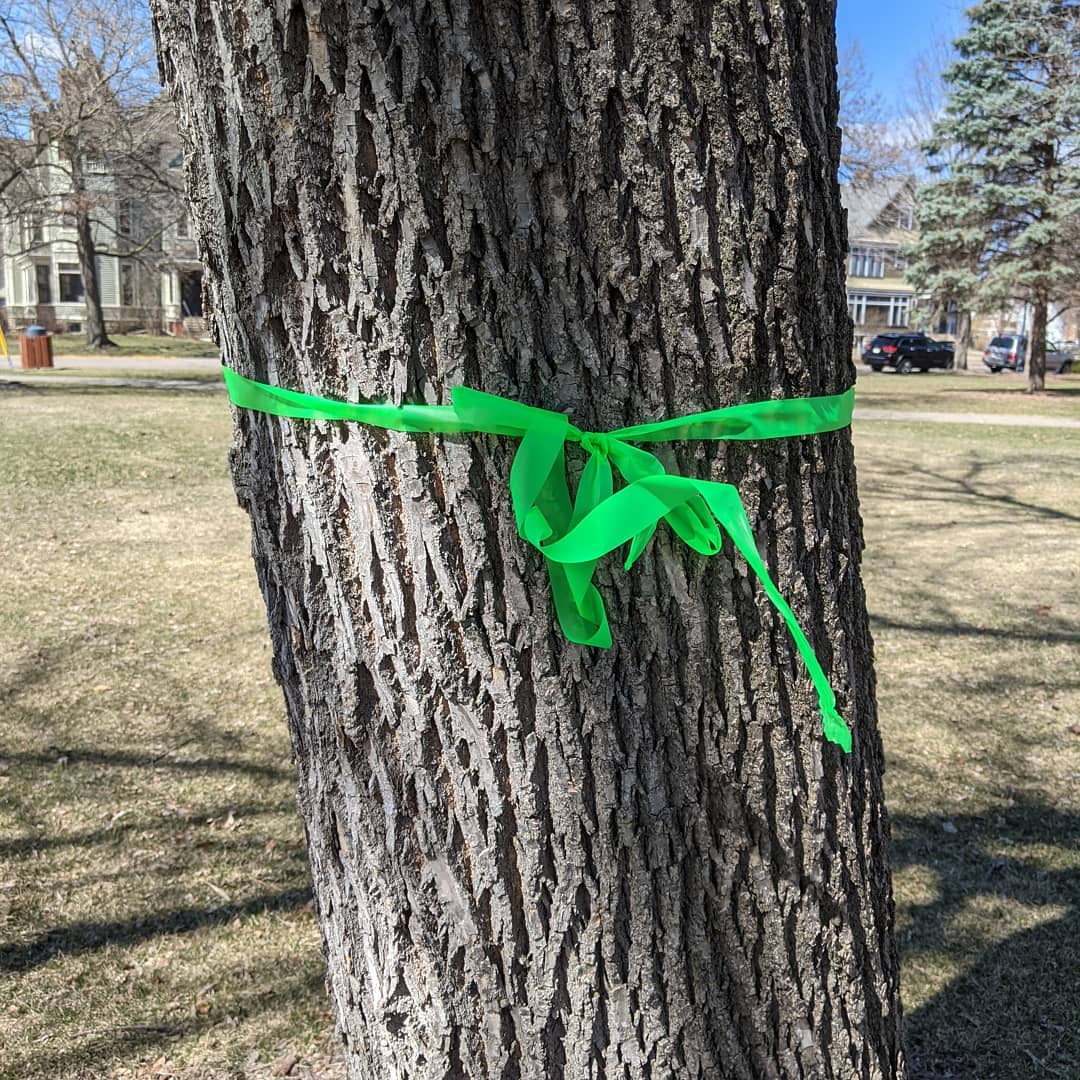 Ribbons show sites for new boulevard trees Winona Journal
