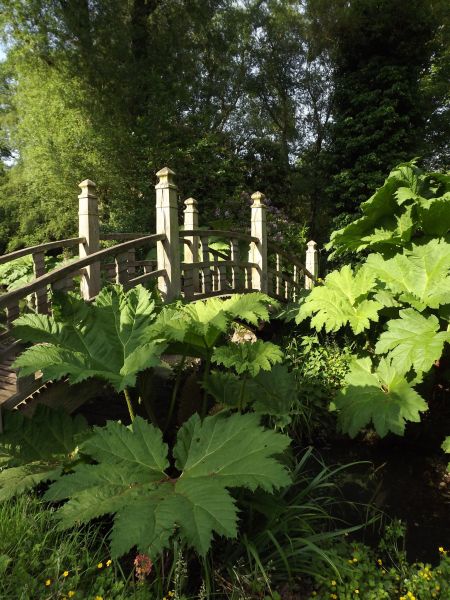 Gunnera manicata and the Japanese Bridge, The Tempest, Winterbourne House and Garden, Digging for Dirt