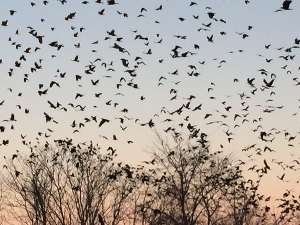 Gleanings Who Knows Where the Crows Go? Winter Crow Roost