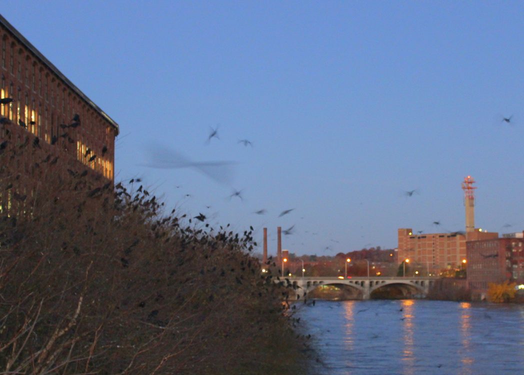 Sunrise at Crow Roost! Winter Crow Roost