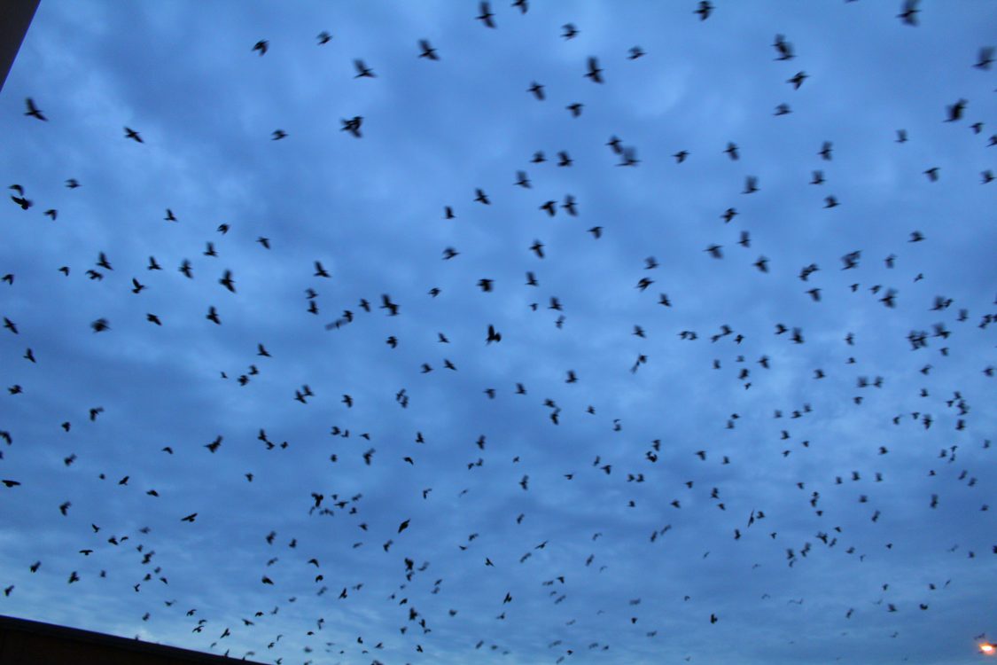 Crows crossing to final roost Winter Crow Roost