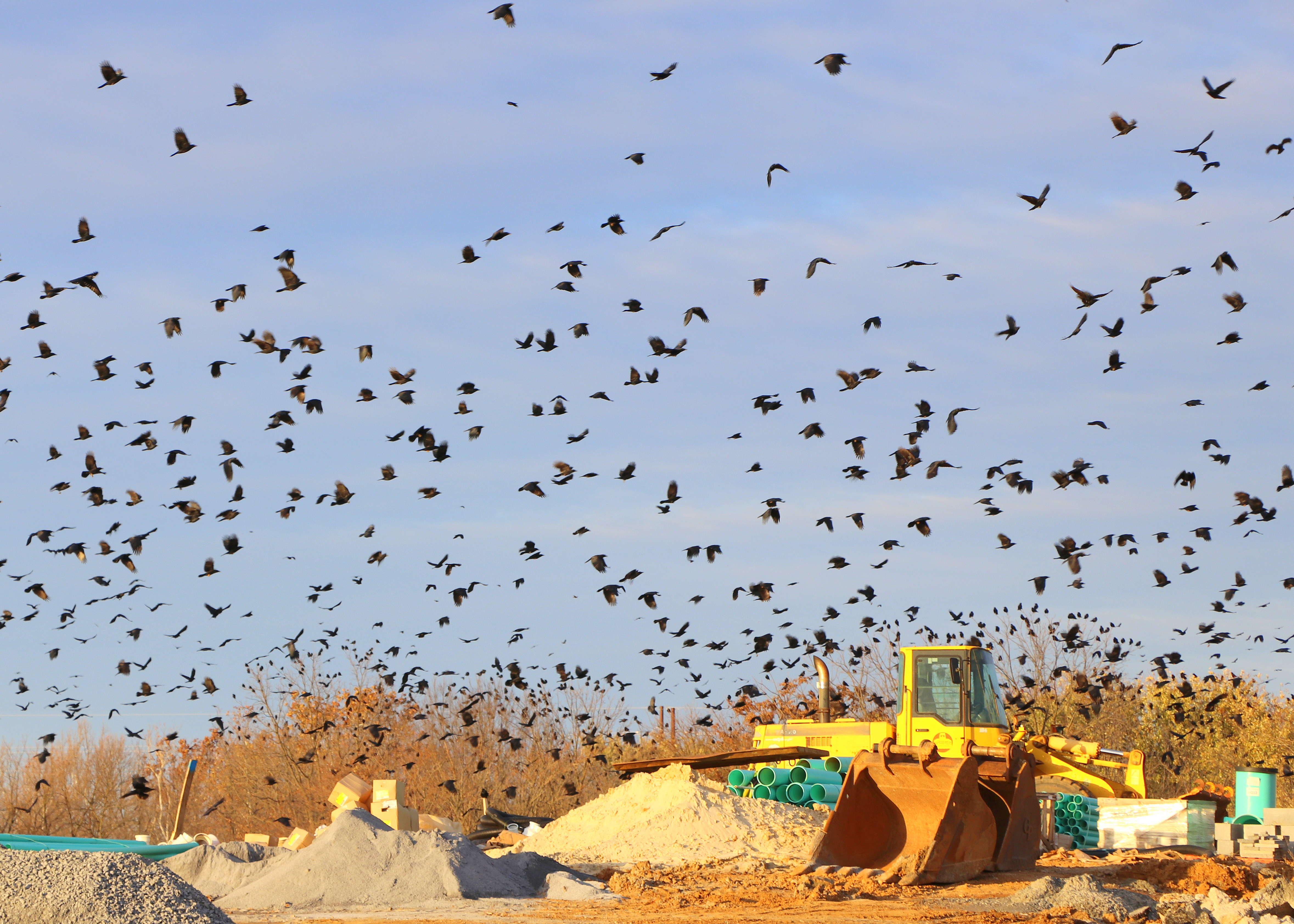 Winter Crow Roost Lancaster, PA Winter Crow Roost
