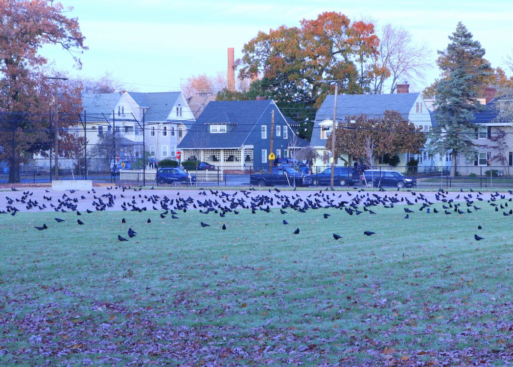 Winter Crow Roost stunning sunset! Winter Crow Roost