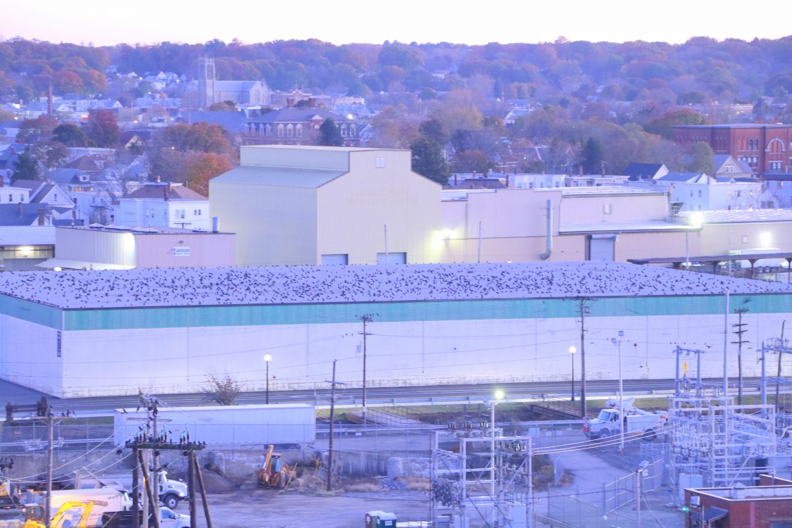 Crow roost aerial views! Winter Crow Roost