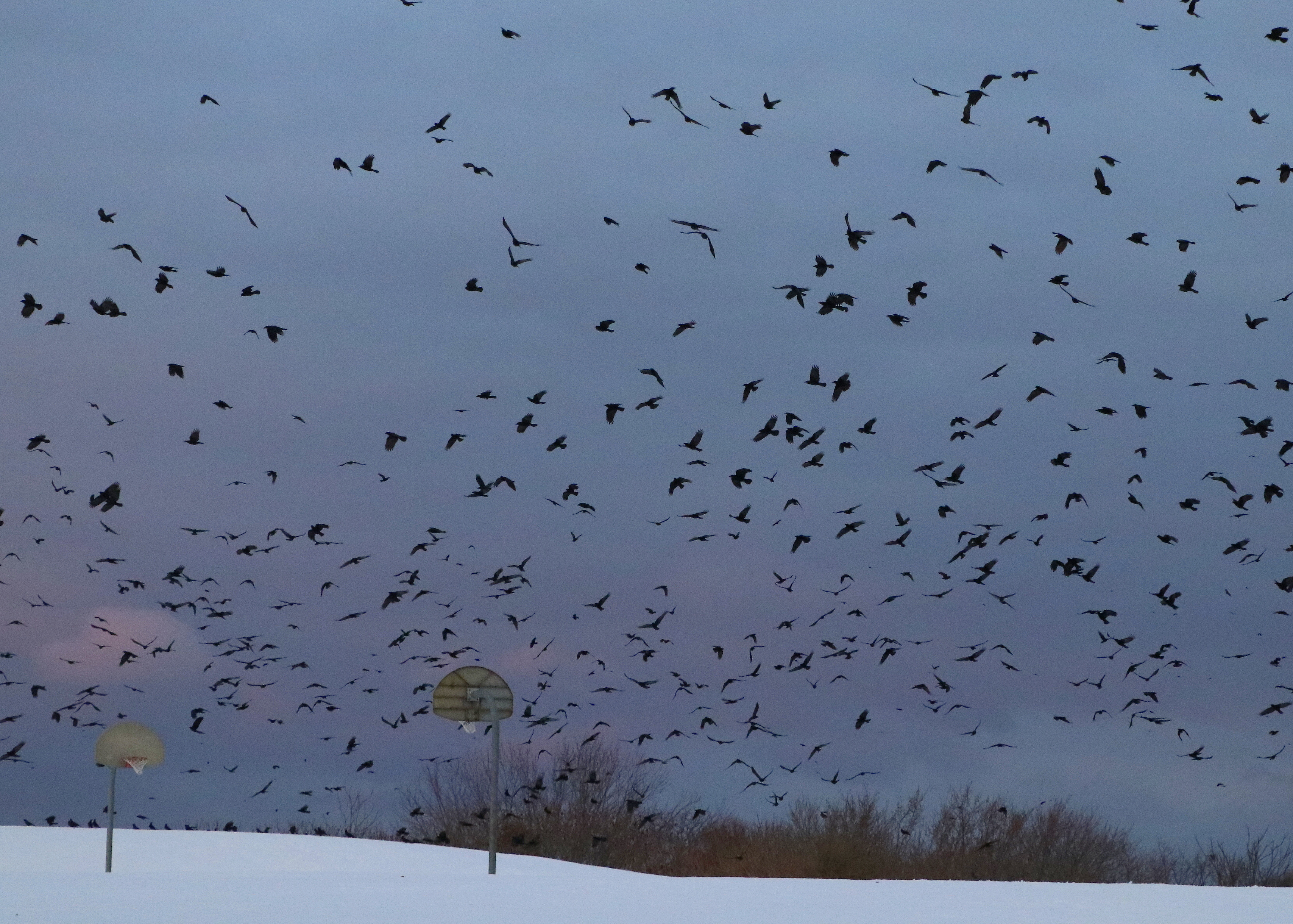 Crow Patrol huge staging around Incinerator Road! Winter Crow Roost
