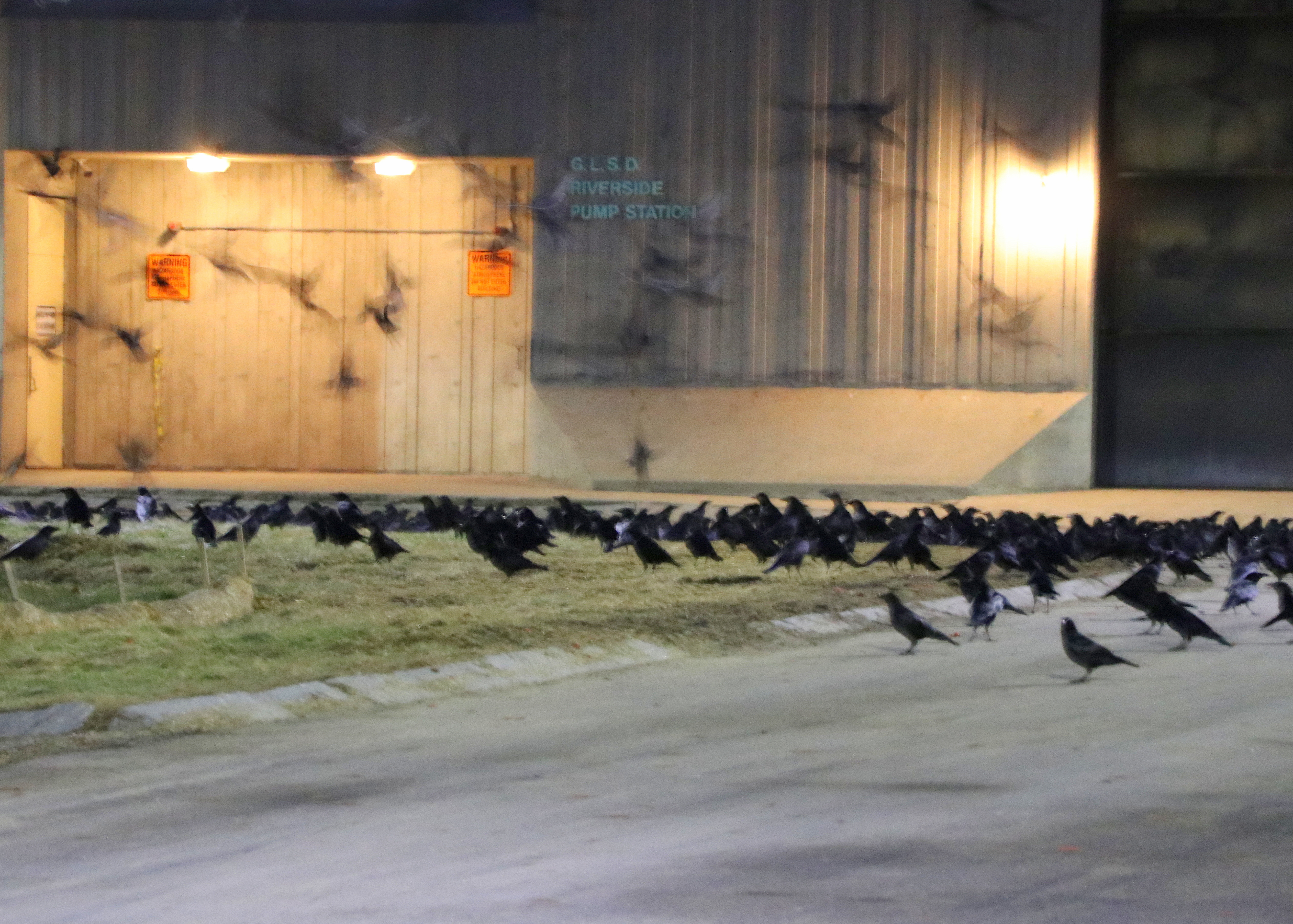 Winter Crow Roost delayed arrival into roost? Winter Crow Roost