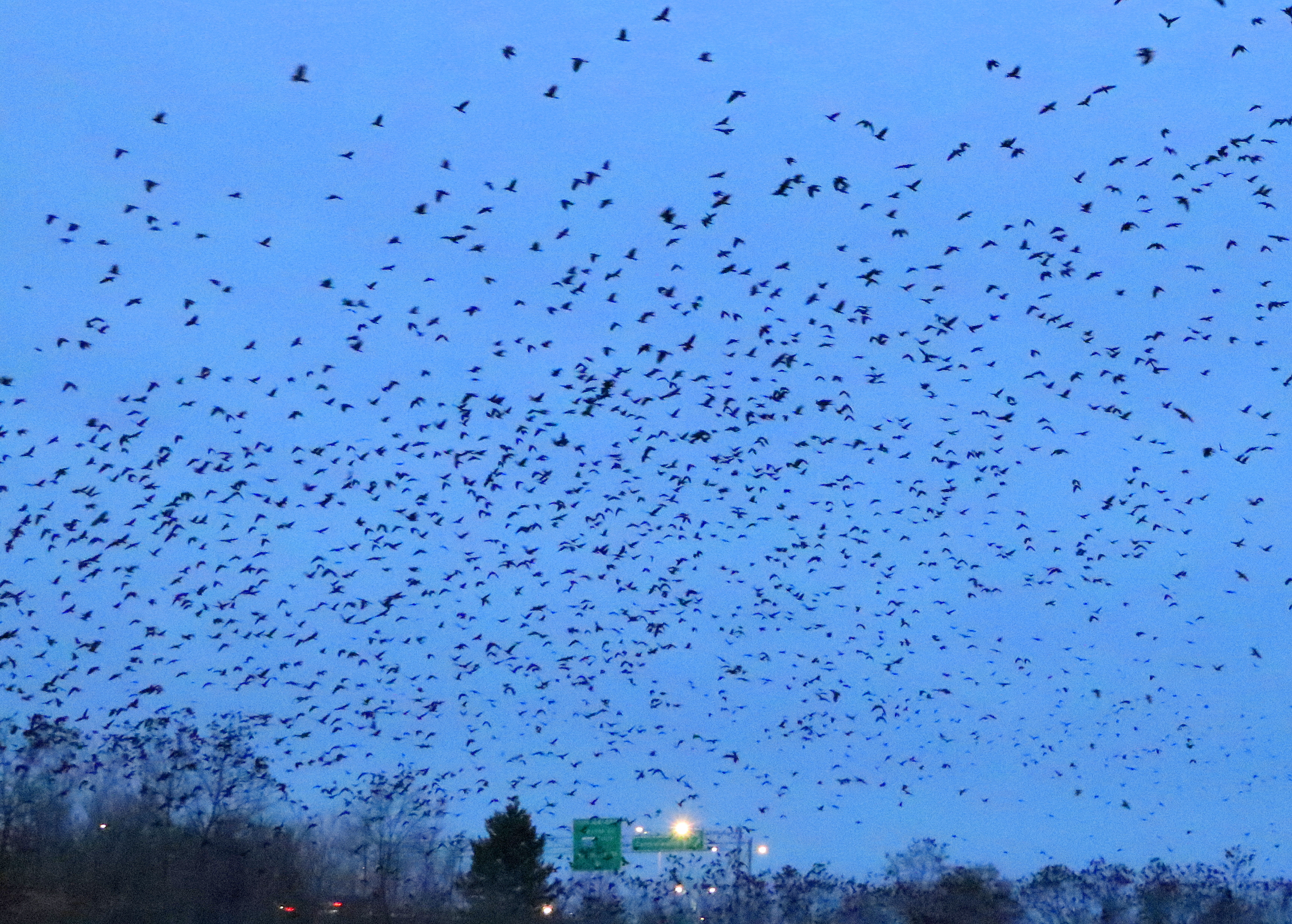 Winter Crow Roost staging Lawrence Sanitary District Plant! Winter