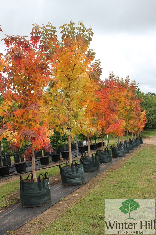 Winter Hill Tree Farm Box Elder Maple Sensation — Acer Negundo Sensation