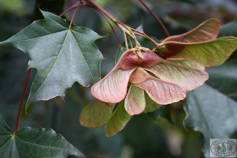 Winter Hill Tree Farm Norway Maple Crimson King — Acer platanoides