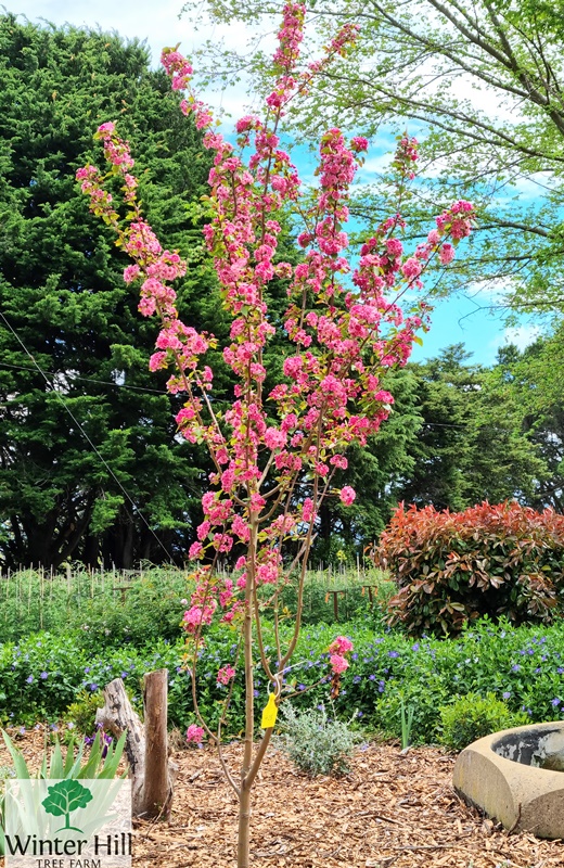 Winter Hill Tree Farm Crabapple Yunnan Wychwood Ruby — Malus yunnanensis 'Wychwood Ruby'