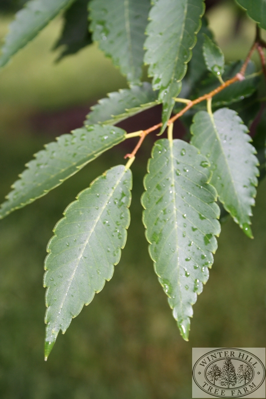 Winter Hill Tree Farm Elm Japanese — Zelkova serrata