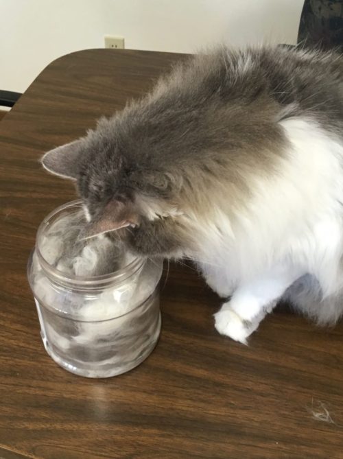 What to Do About Hacking Cats! Winterset Veterinary Center