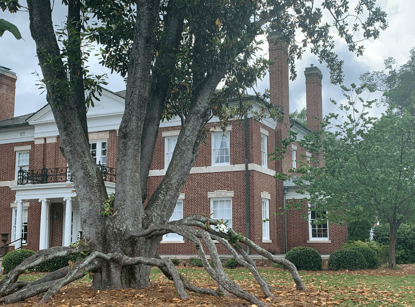 The History Newnan’s Magnolia ‘Spider Tree’ Winters Media