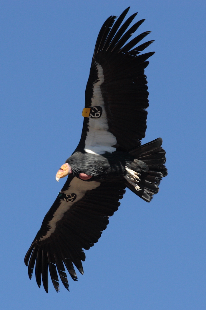 California Condor Coming Soon to a Sky Near You Shasta Birding Society