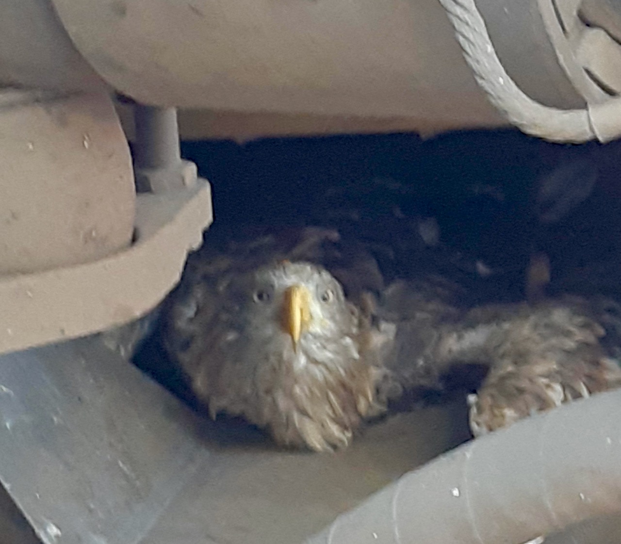Triebwagen kollidiert mit Seeadlern Beide Tiere tot » Wir sind MüritzerWir sind Müritzer