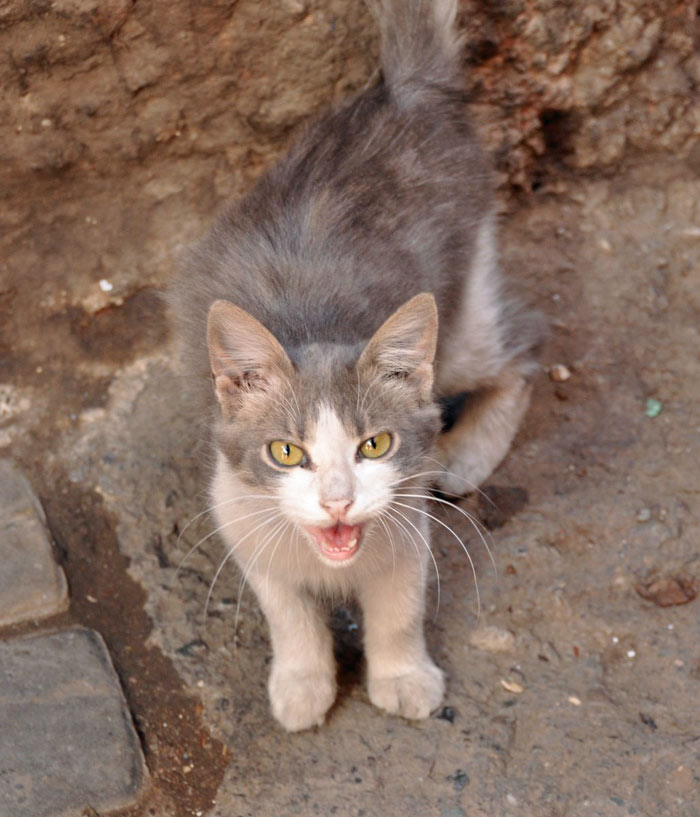 The Cats of Morocco wired2theworld