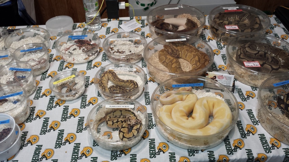 wisconsin reptile show