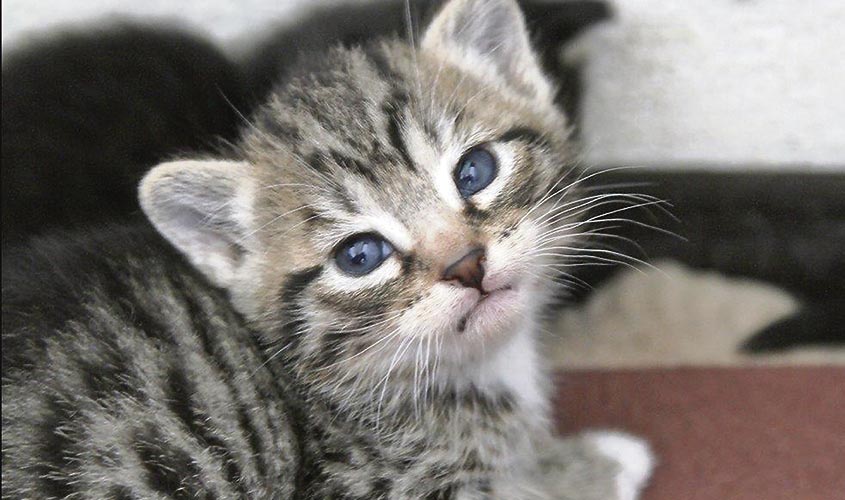 Viele Tiere suchen ein Zuhause