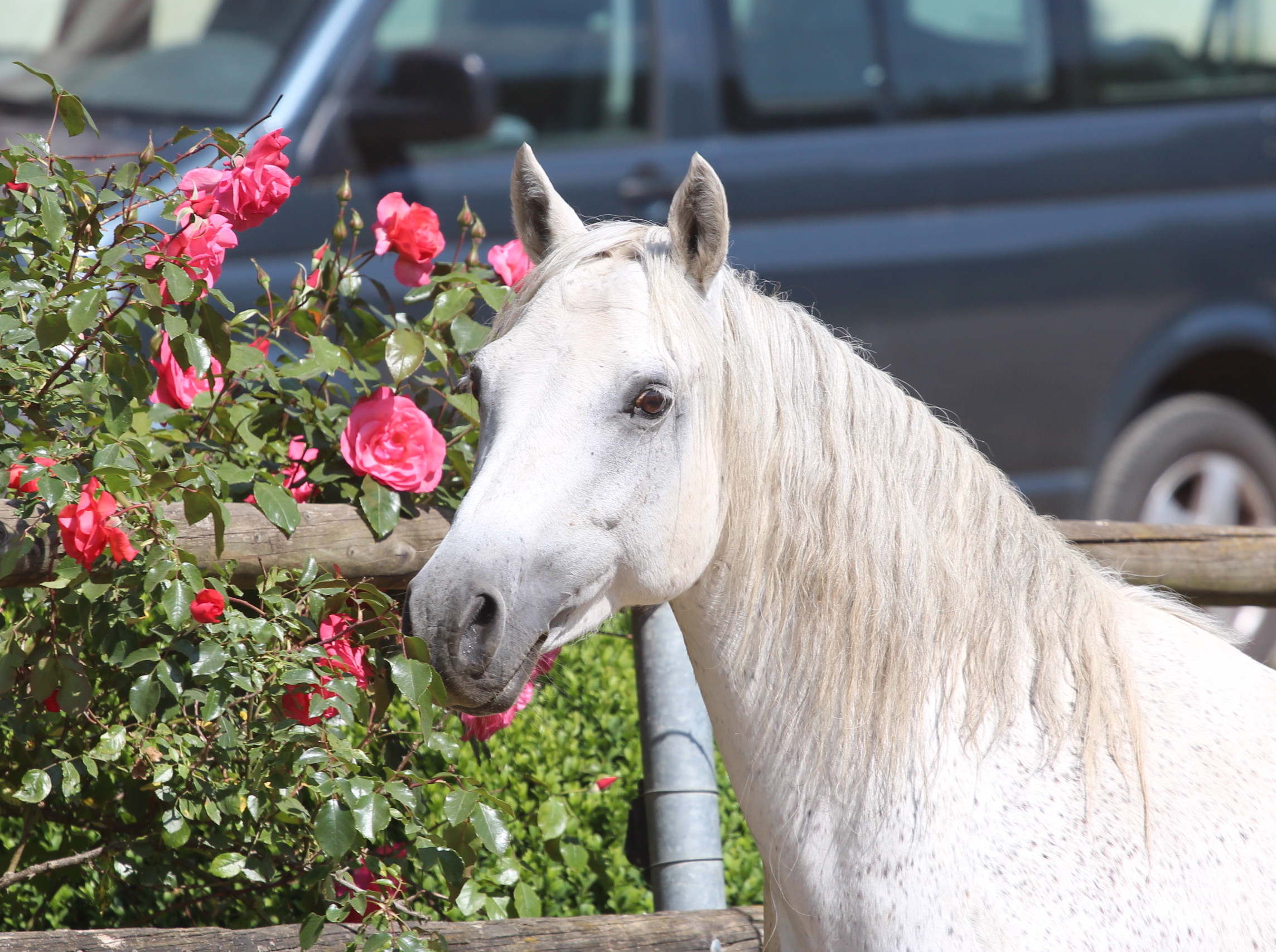 Gestüt Wirthsmühle » Wirthsmühle Lady Moira