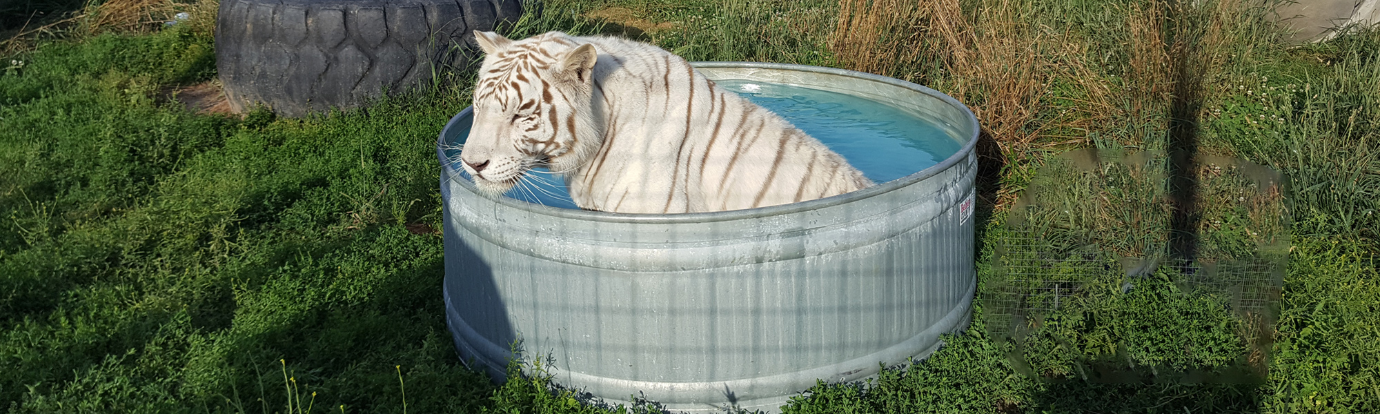 Home Wisconsin Big Cats