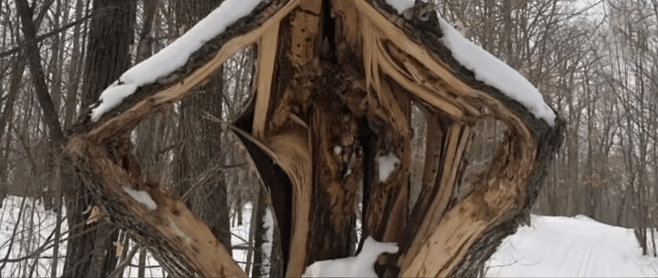Exploding Trees A Drink Wisconsinbly Investigation
