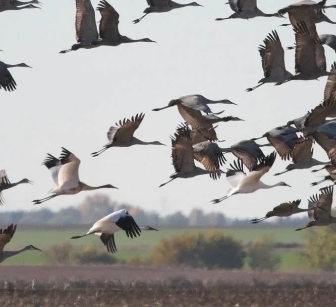 Whooping cranes Wisconsin Waterfowl Association