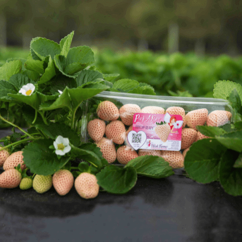 How are Wish Farms PinkABoo® Pineberries grown? Wish Farms