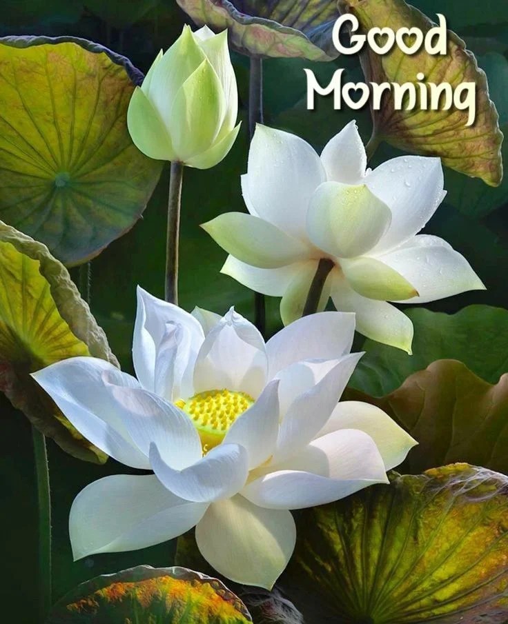 Good Morning Lotus Photos Good Morning Pictures