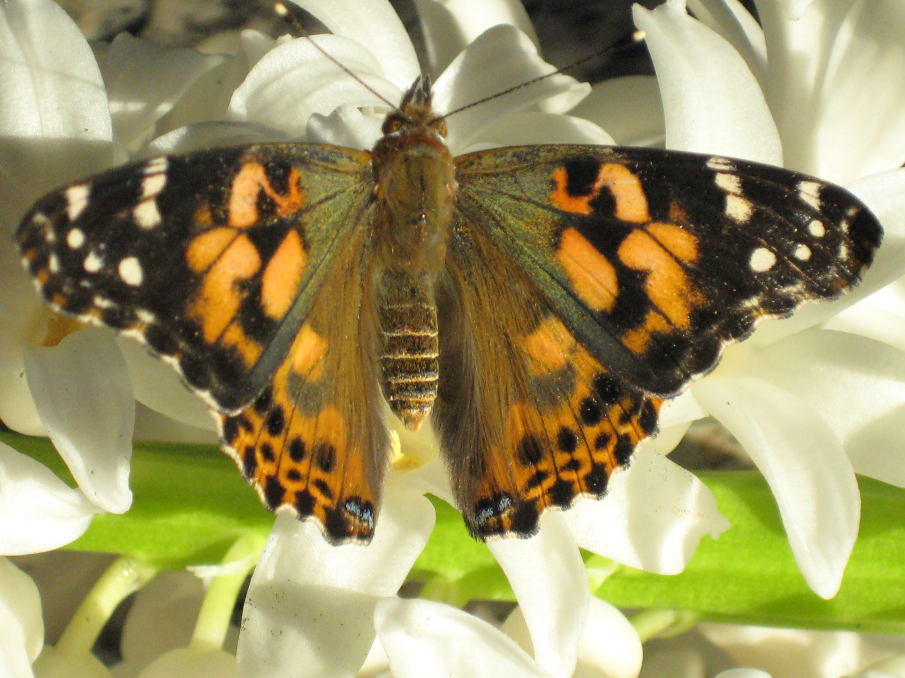 These are the butterflies that can be shipped into California Wish