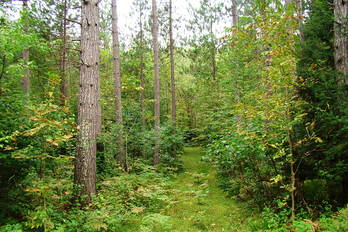 Northern Wisconsin, 5 Acres, Mature Woods, Oneida Lake! Wisconsin