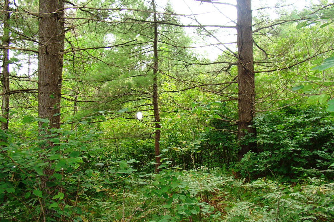 Northern Wisconsin, 5 Acres, Mature Woods, Oneida Lake! Wisconsin