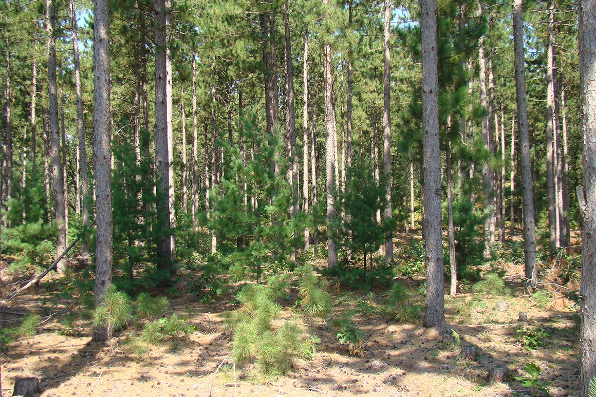 6 Acre Rhinelander Area Wooded Land For Sale only 46,900! Wisconsin