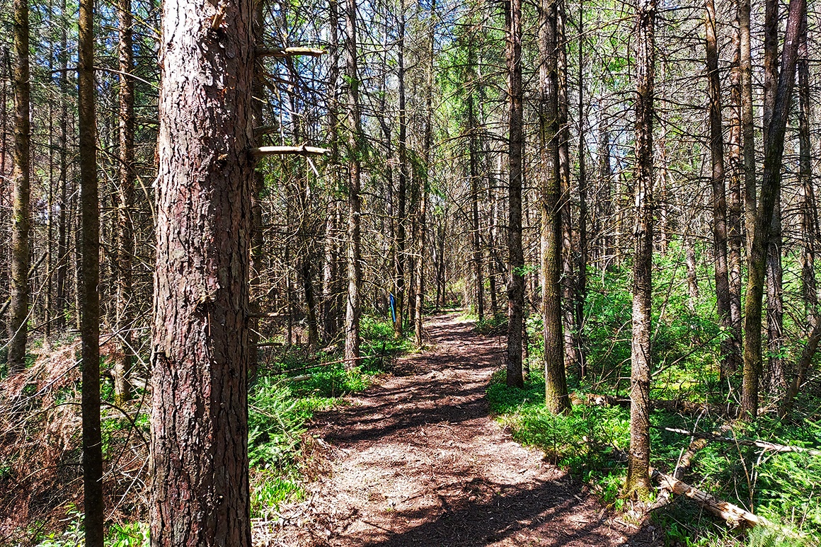 2.5 Acres Wooded Land for Sale Antigo, WI Area Only 29,900