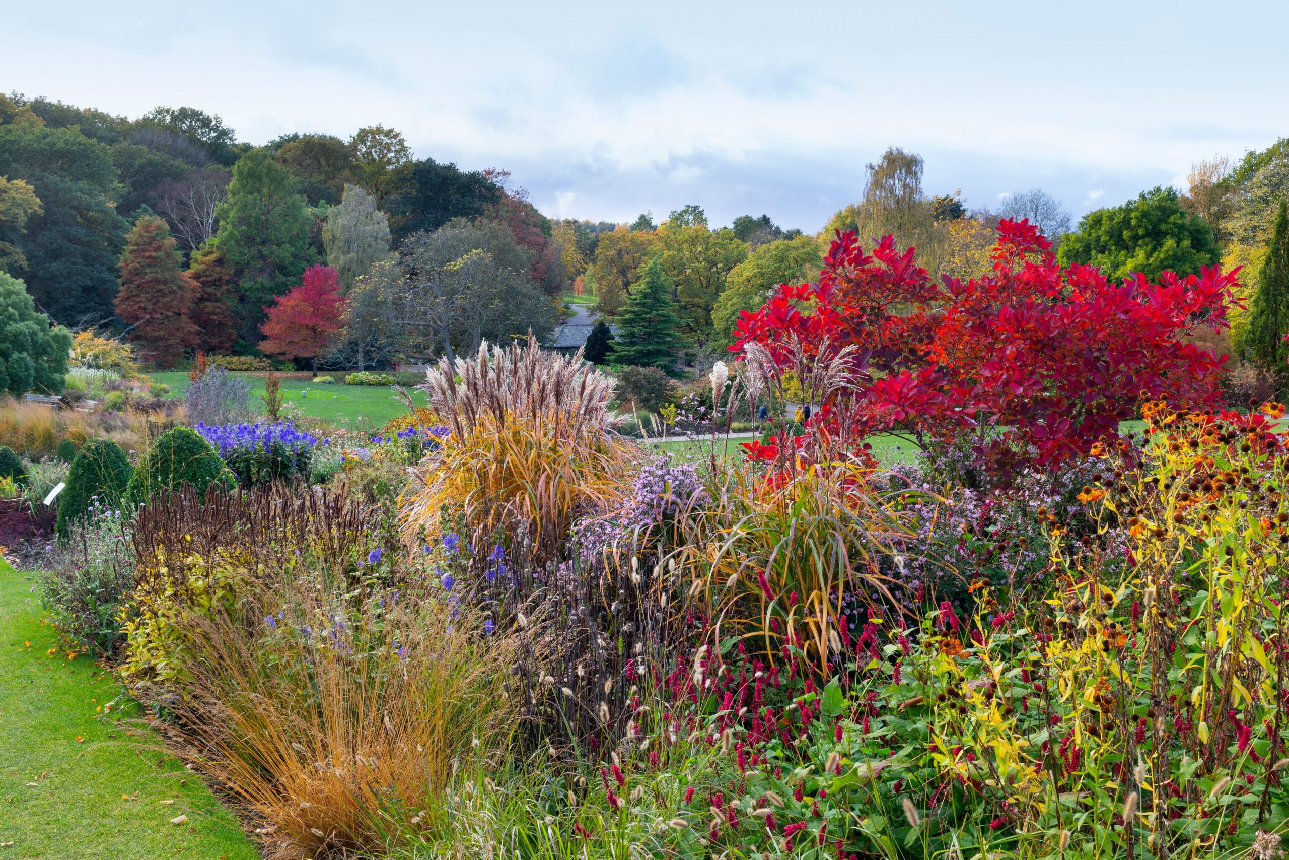 The Main Borders in autumn at RHS Garden Harlow Carr. October 2020