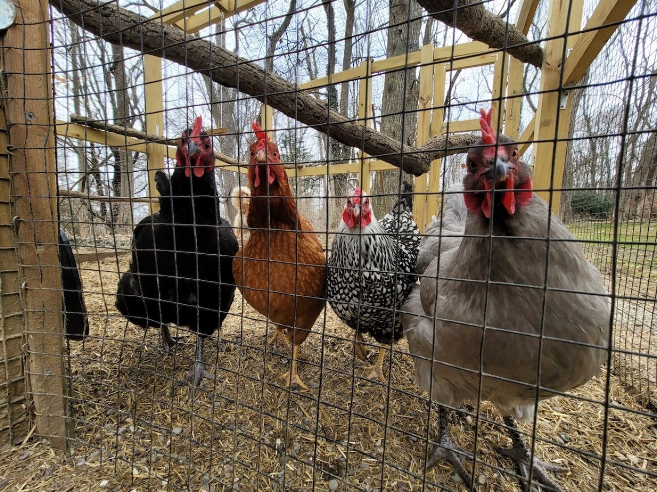 How backyard chicken owners are protecting their flocks from the deadly