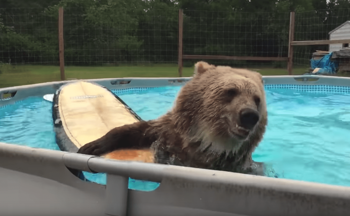 Happy Grizzly Bear Having Fun Splashing Around and Diving Into Backyard