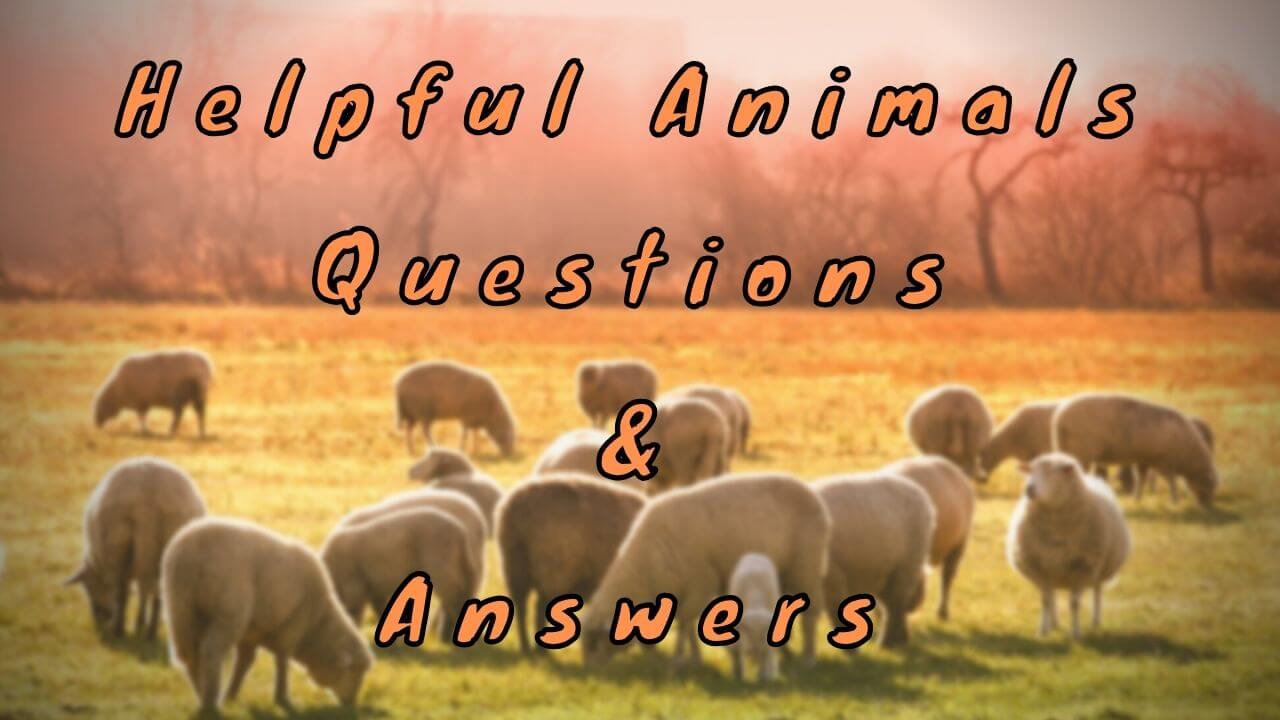Helpful Animals Questions & Answers WittyChimp