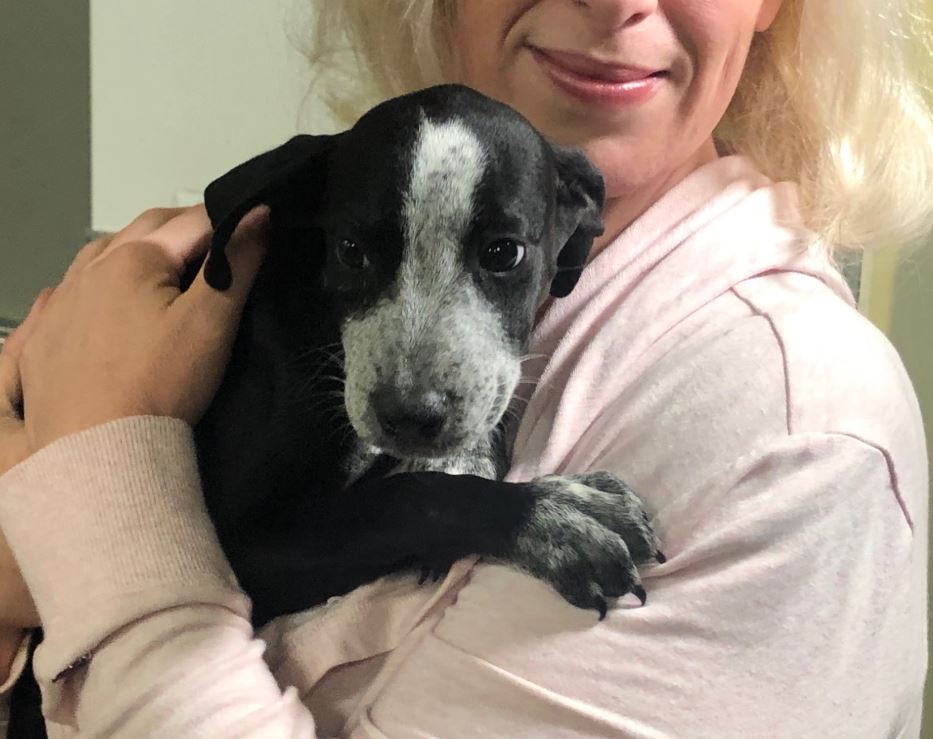 SPCA Serving Erie County accepts dogs, puppies from South