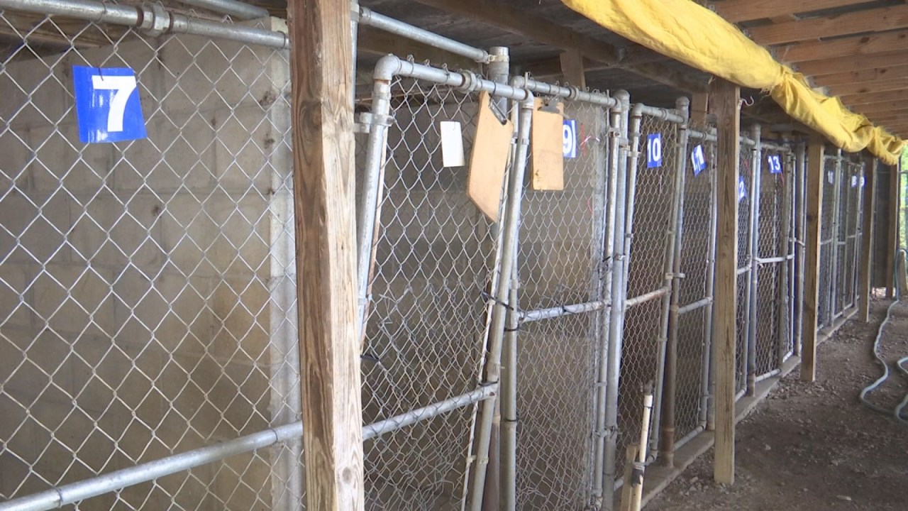 Time of transition at the Allendale County Animal Shelter WJBF