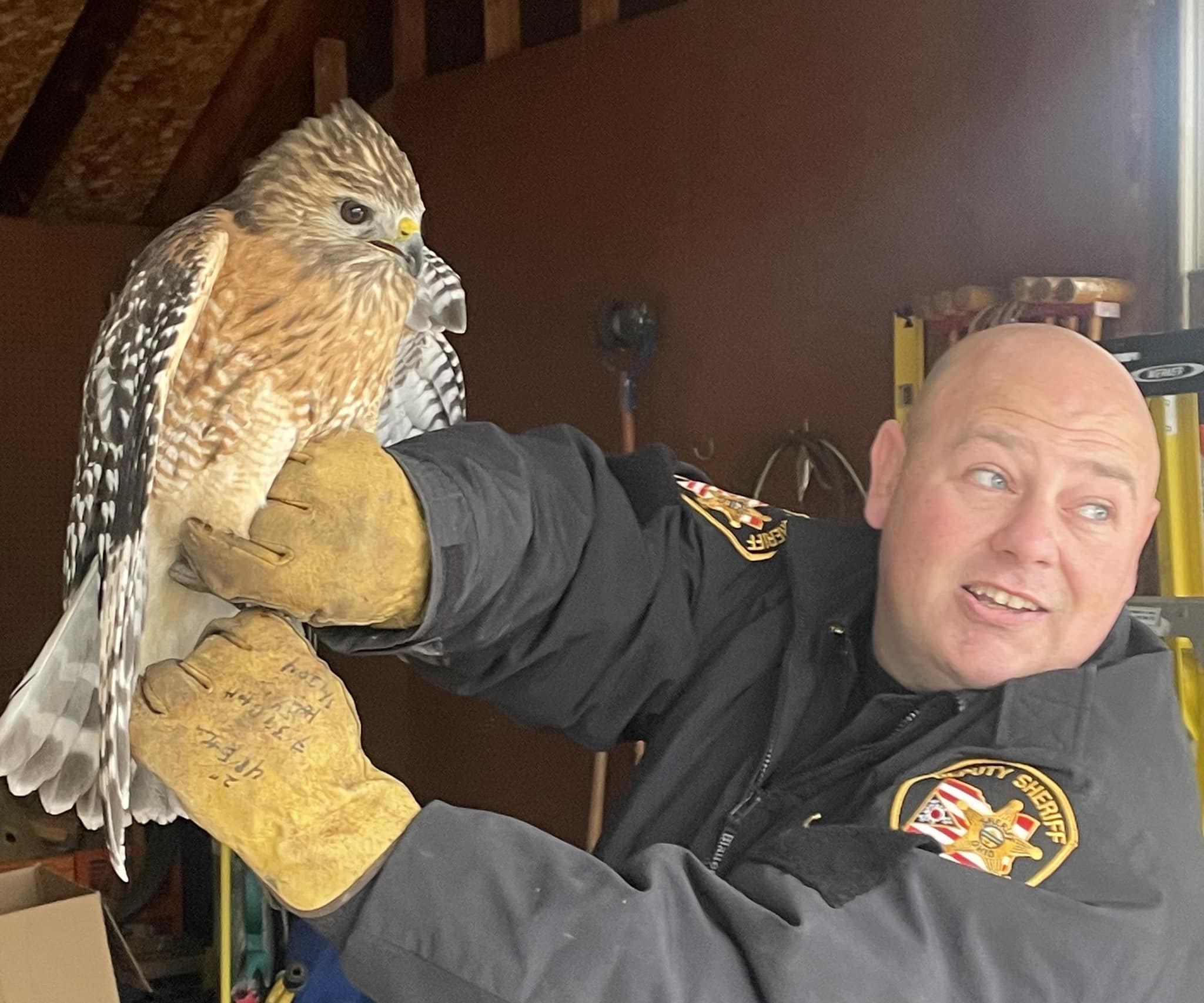 Sheriff office's 'Hawk Whisperer' rescues bird from garage WJER Radio