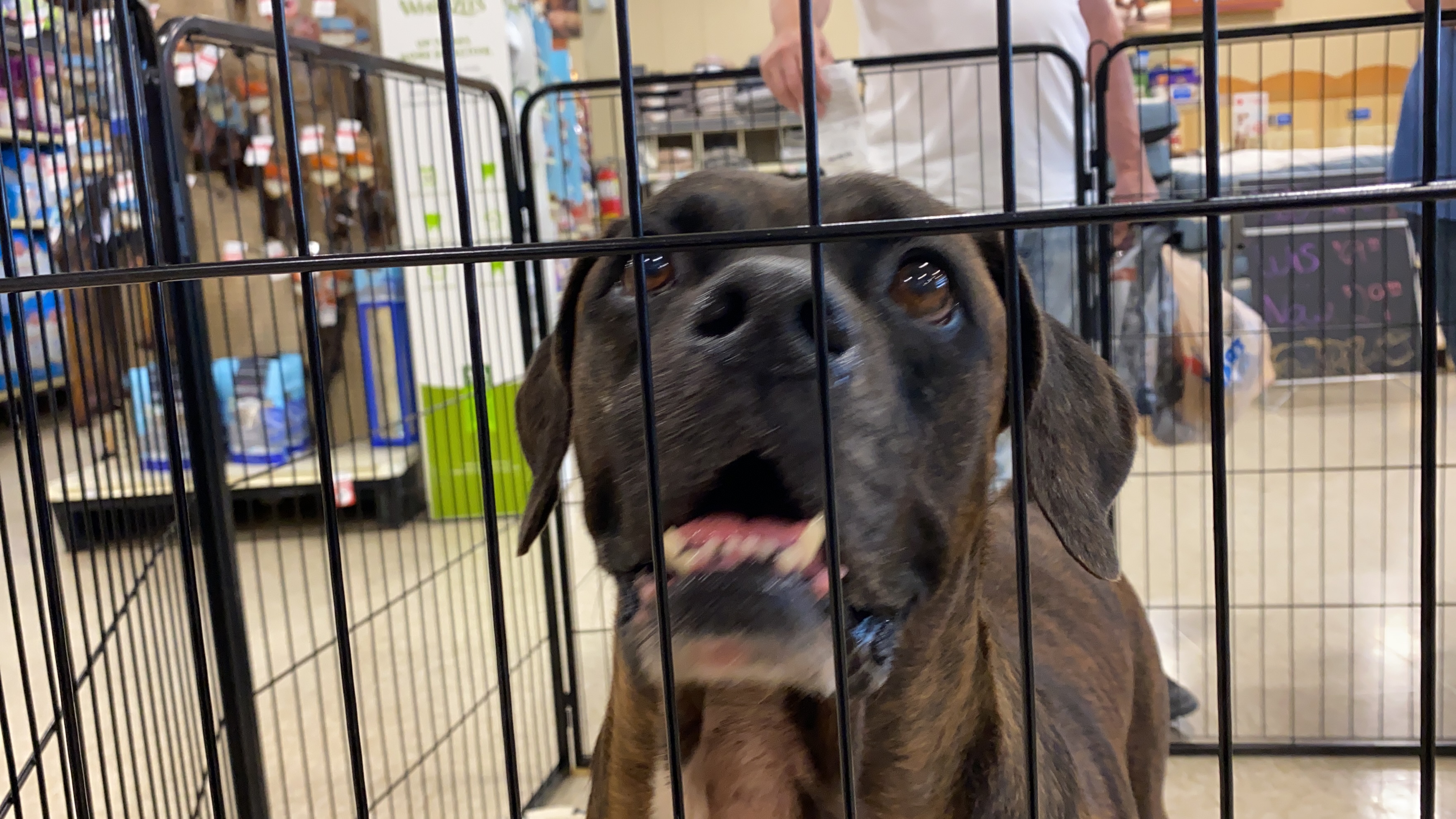 Hattiesburg Humane Society, PetSmart team up for National Pet Adoption Week