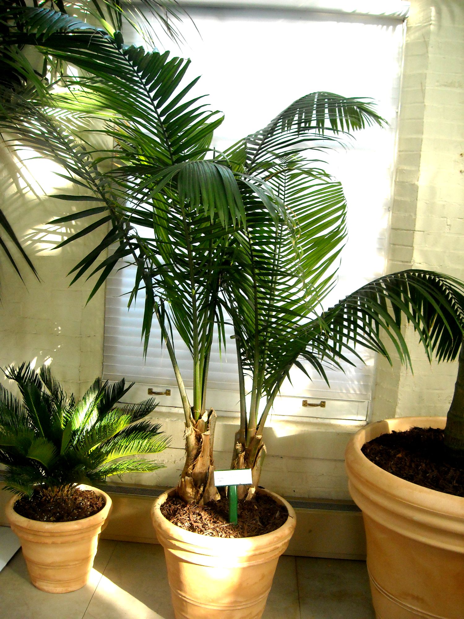 Palm Piper House, Walter Knoll Florist Client, Exotic Palm Trees