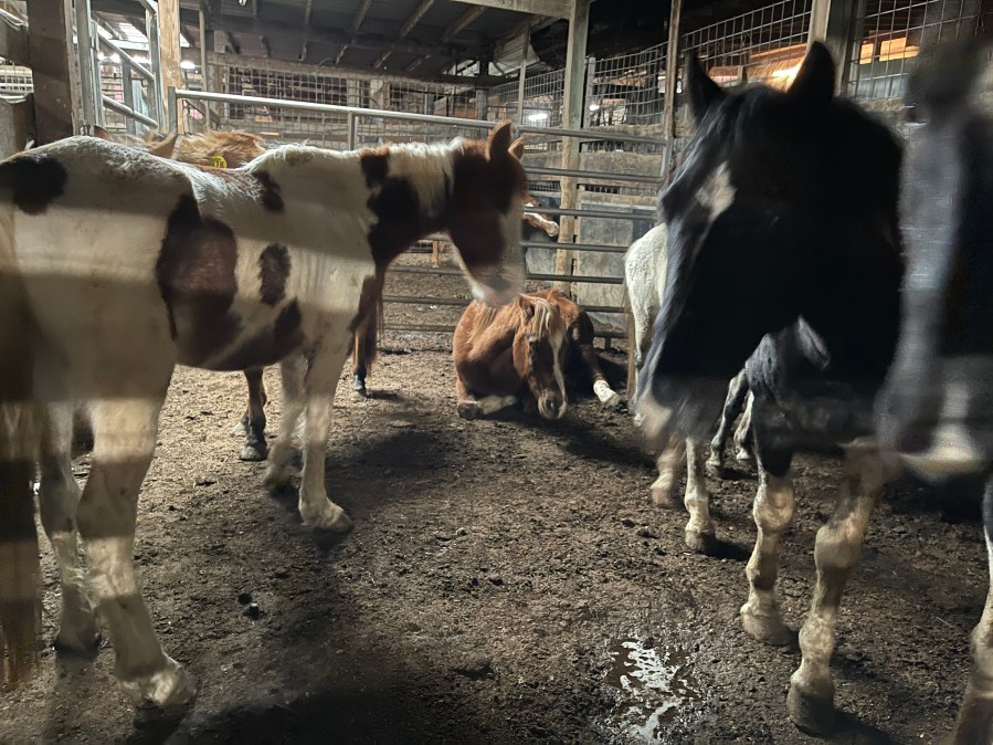 22 horses, donkeys rescued from Cookeville auction and possible slaughter pipeline WKRN News 2