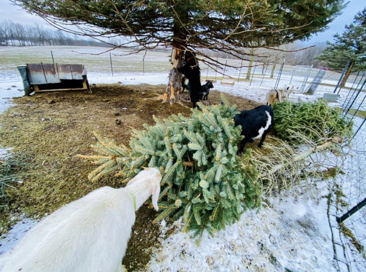 Eaton Rapids farm has sustainable solution for Christmas trees… Goats WLNS 6 News