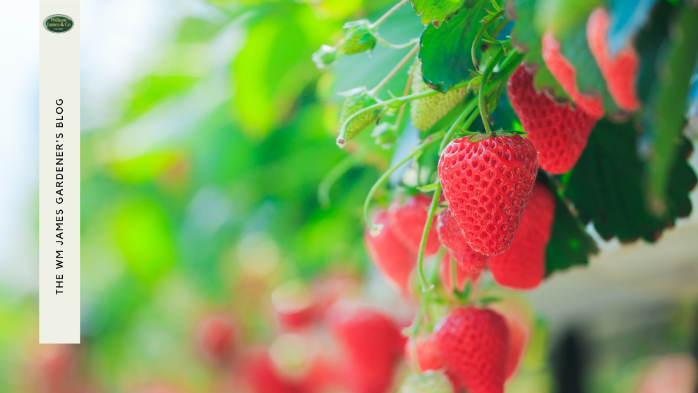 A Guide To Growing Strawberries From Plants & Runners WM James & Co.