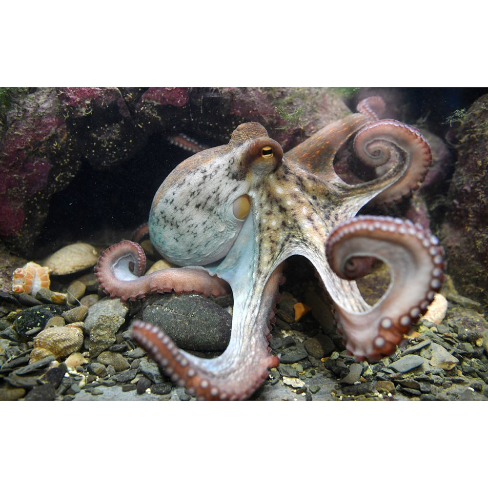 My Octopus Teacher WMODA Wiener Museum