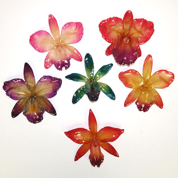 Orchid Jewels WMODA Wiener Museum