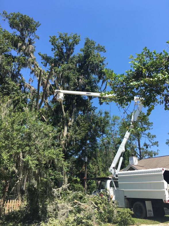 WM Tree Service Savannah, GA