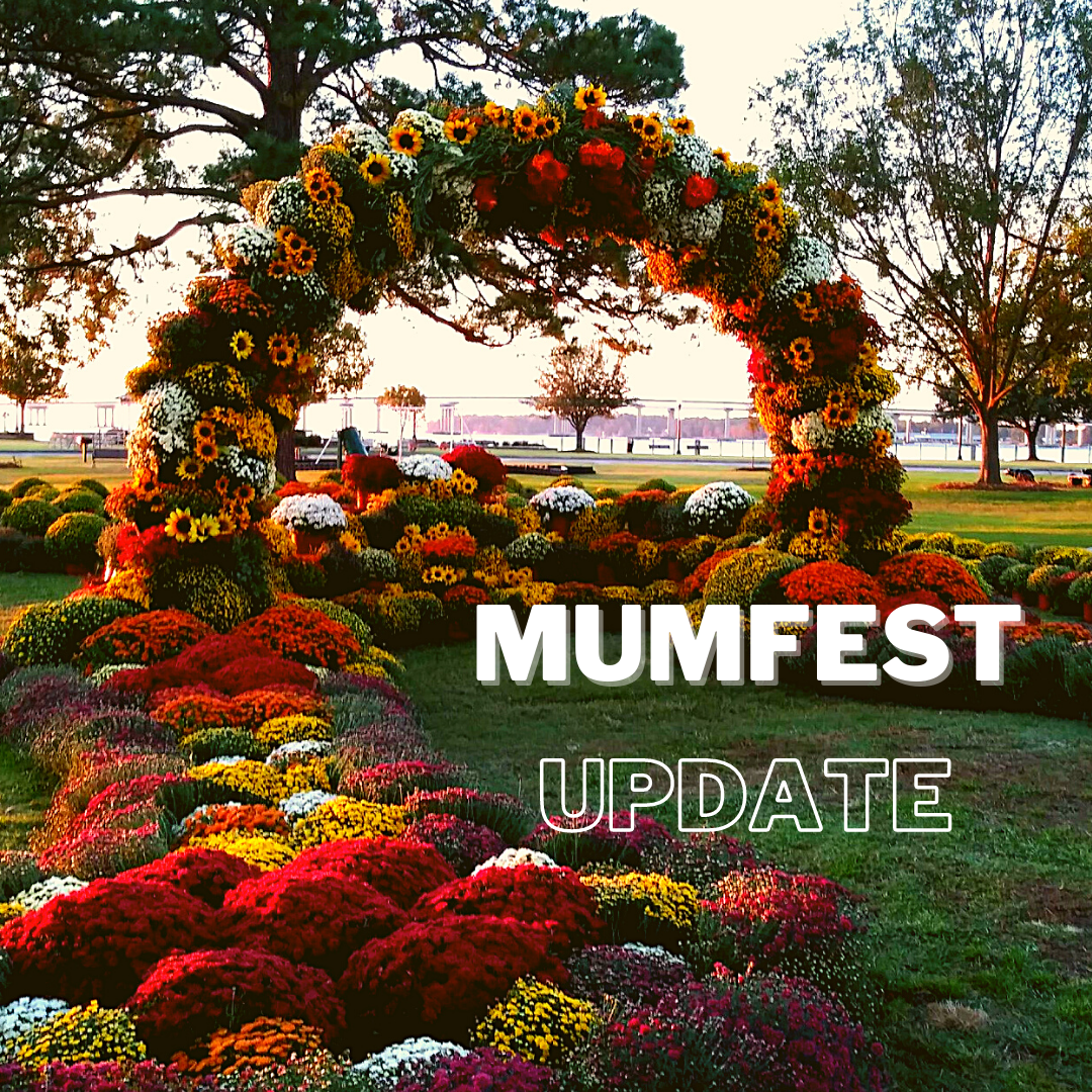 Mum Festival New Bern Nc 2023 Mumfest Changes Due To Covid-19 | Wnct